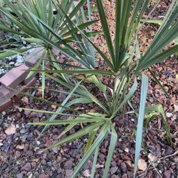 Cold Hardy Sabal Minor Palm (mother Plant In Pic 2 NFS)
