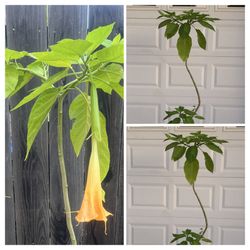 Large Yellow Angel's Trumpet Flower Tree Plant 5 Gallon Pot  Cash only  Pick up in North San Jose, By appointment only  Location: located close to She