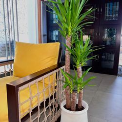Modern Indoor Live 5 Feet Tall Plant Decor | Local Delivery Included 