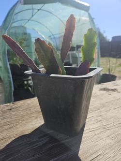 Queen Of The Night Tropical Cactus