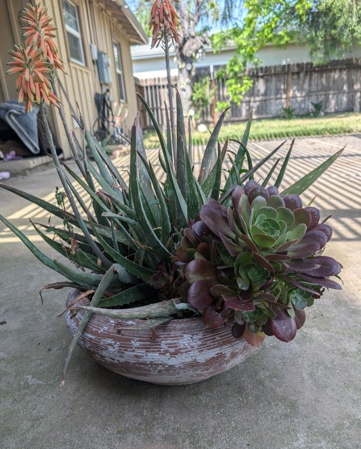 Plants