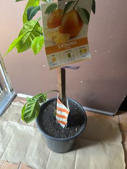 Mandarin Tree