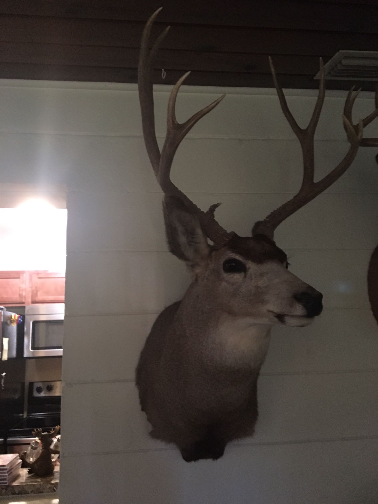 Deer Trophies For Sale