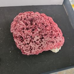 Natural Red Coral