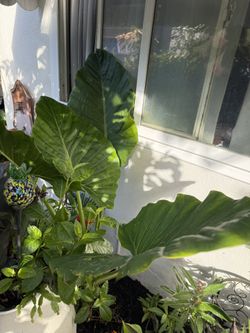 planta de oreja de elefante suffered tea precios 