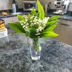 Lily Of The Valley 