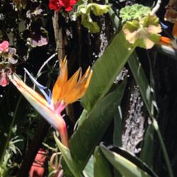 Plantas De Ave Del Paraíso Color Anaranjado 