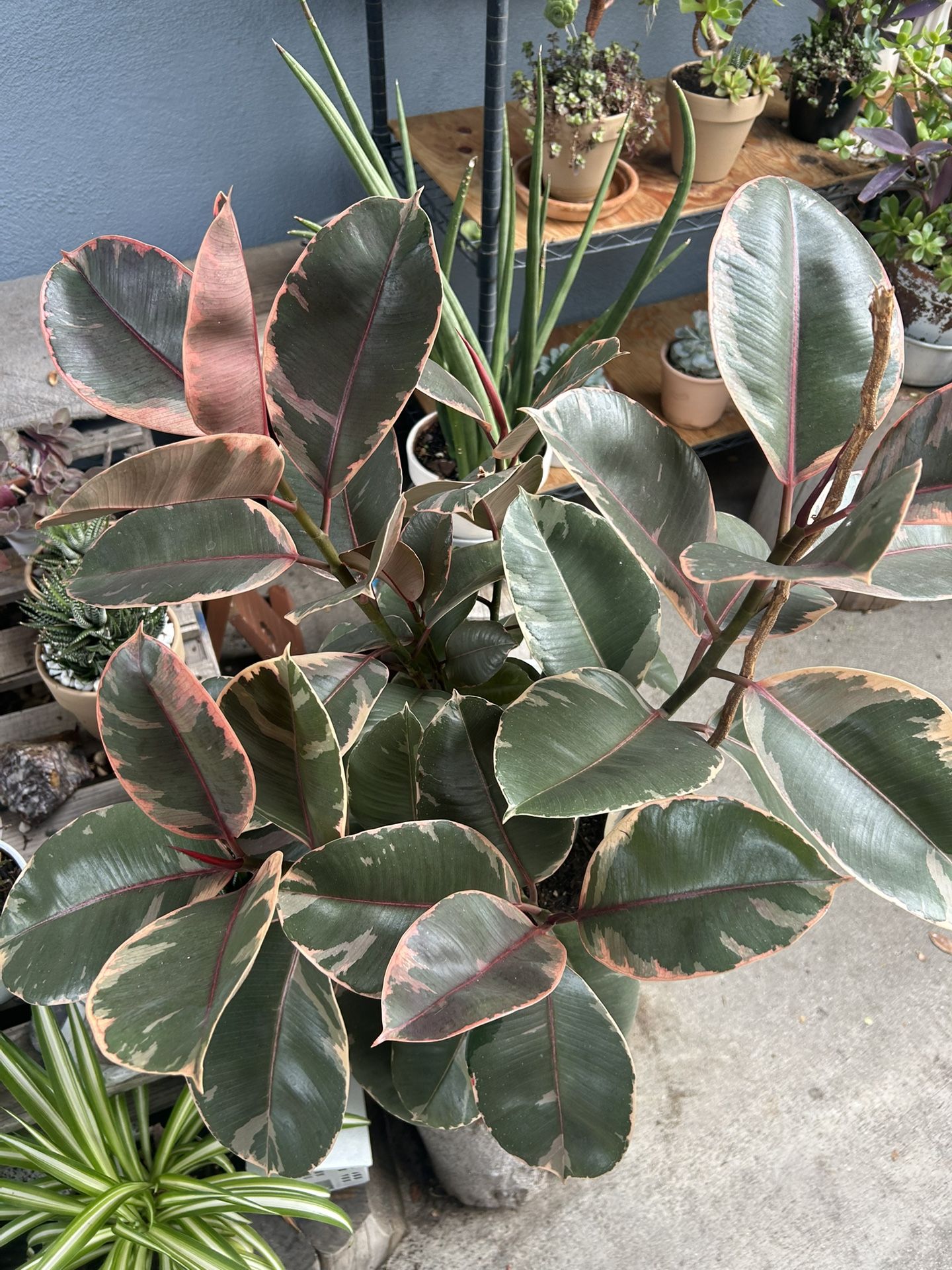 Rubber Pink Plants Indoor