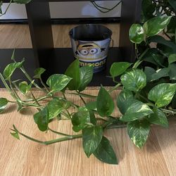 Marbled Pothos Plant Cuttings