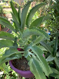 Planta