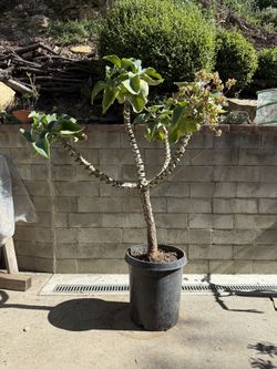 Big Kalanchoe Baharensis 5 Gal