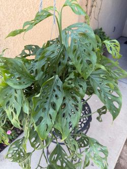 Large Monstera Swiss Cheese Plant $40