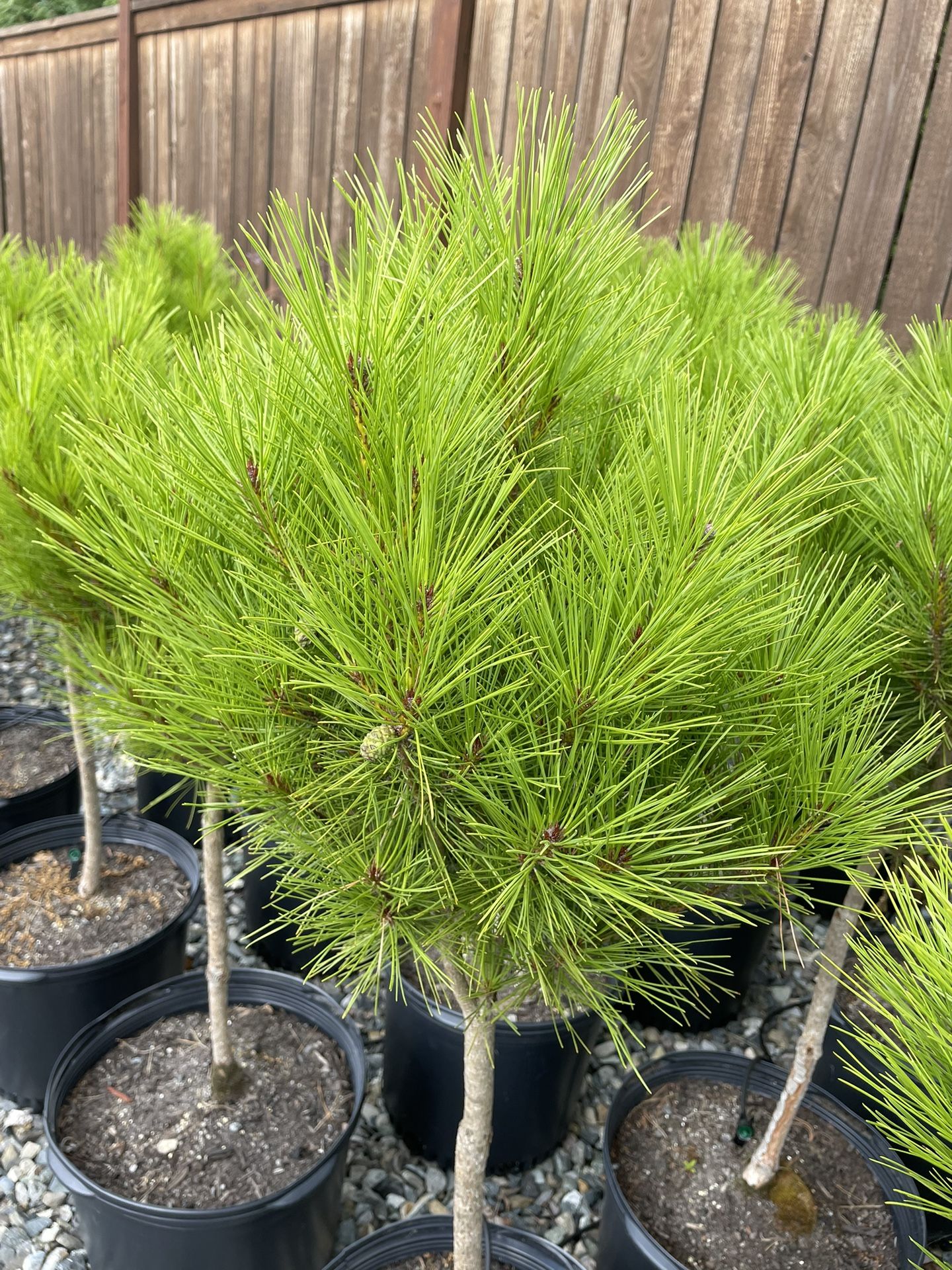  Pinus Densiflora  Umbraculifera 7 Gal.$50