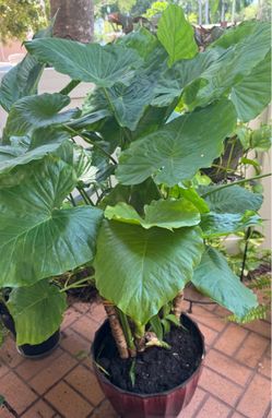 Large  healthy  Croton , fully  grown  in a pot