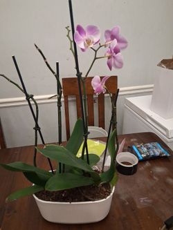 Live Phalaenopsis Orchid in White Pot