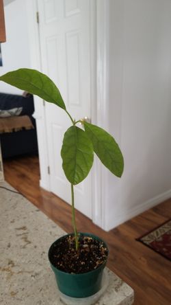 avocado plant