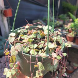 String Of Hearts 