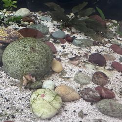 Fish Tank Decor Neocaridina