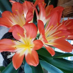 Clivia Plants 