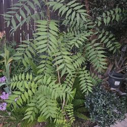 Shared tree. About 5.5ft Tall.  2 Available Each For 45. . 