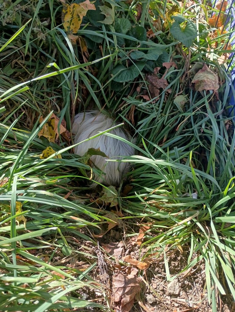 Pets Available! And Complete Setups! Under $70!