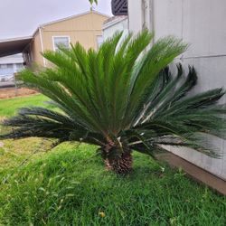 Palm Tree