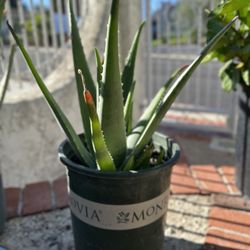 Aloe Vera Plant