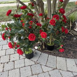 Two 35 Inch Camillia Tree 