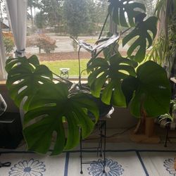Large Beautiful Monstera Plant
