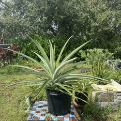 Large Pineapple Plant 