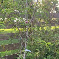 Florida Prince Peach Tree With Flower (8-9 Ft Tall)