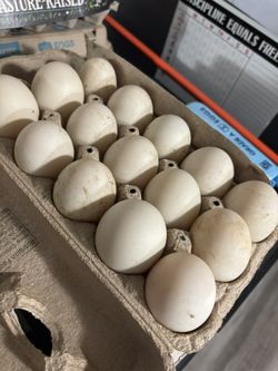 Fresh Duck Eggs