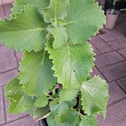 Planta  