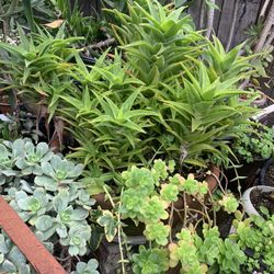 Beautiful Terracotta Pot & Succulent Plants. 