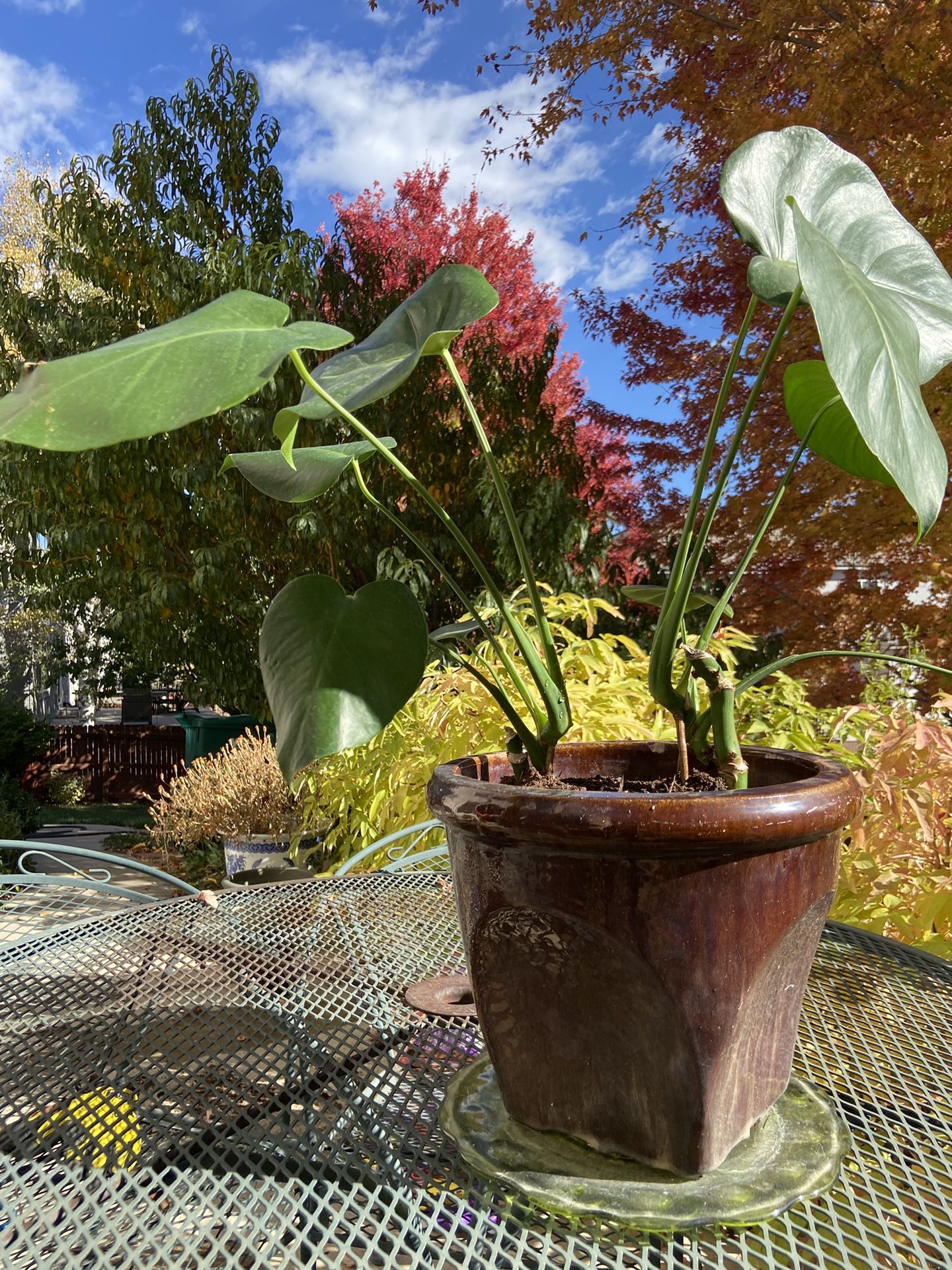Monster Plant