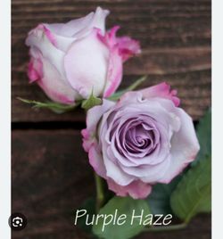 5 Rose plant, $15 each