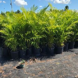 Beautiful Arecas Palms For Inmediate Privacy!!! 3 Feet Tall!!! Fertilized 