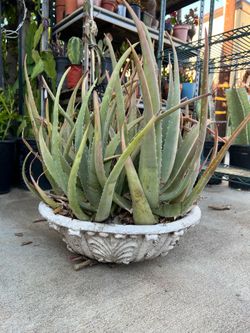 Aloe Vera plant