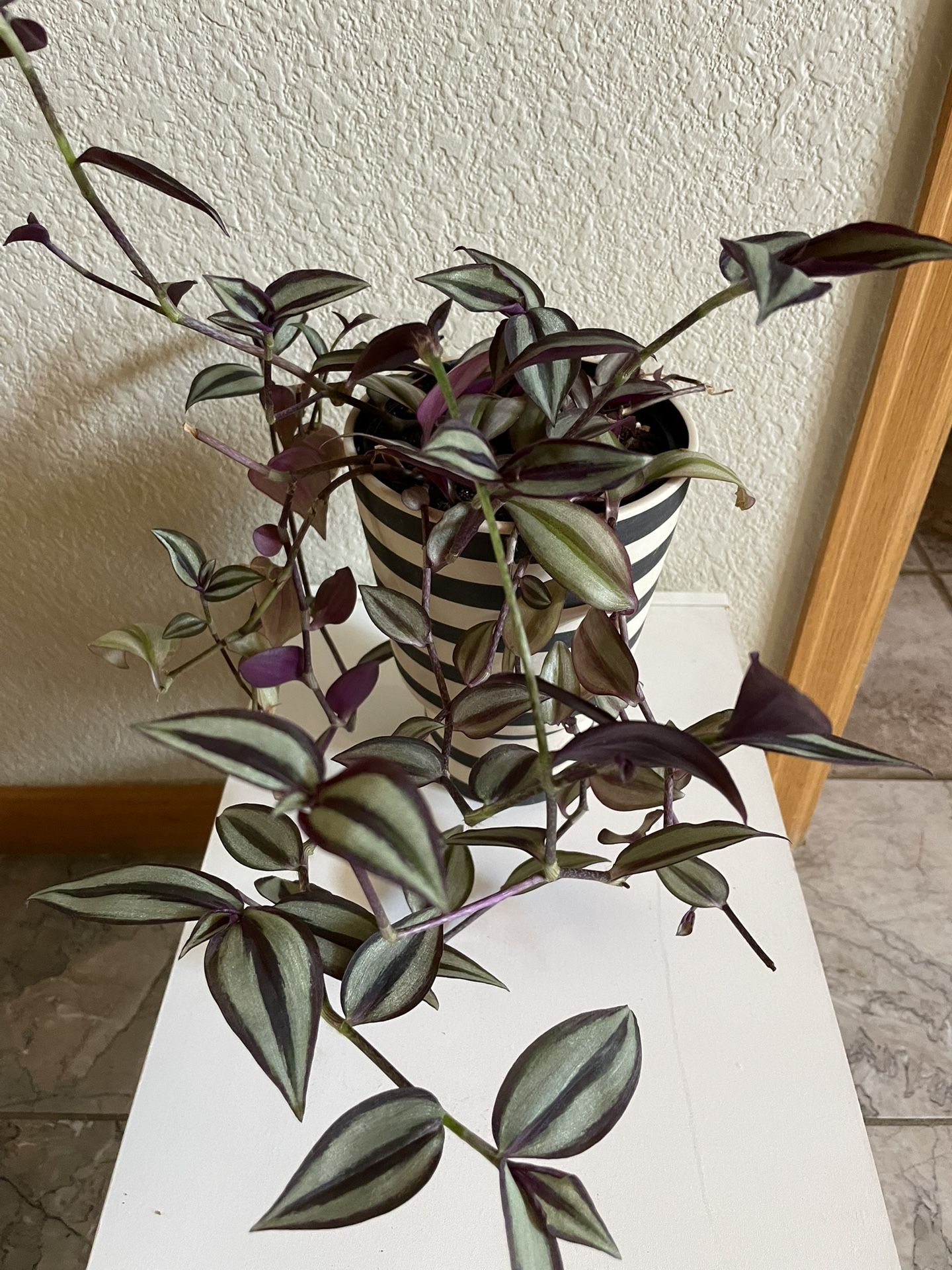 Tradescantia Zebrina Inch plant