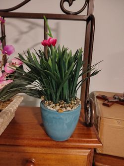 Decor plants like new in spring hill