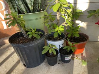 All Kinds Of Plants That Need To Be Indoor 