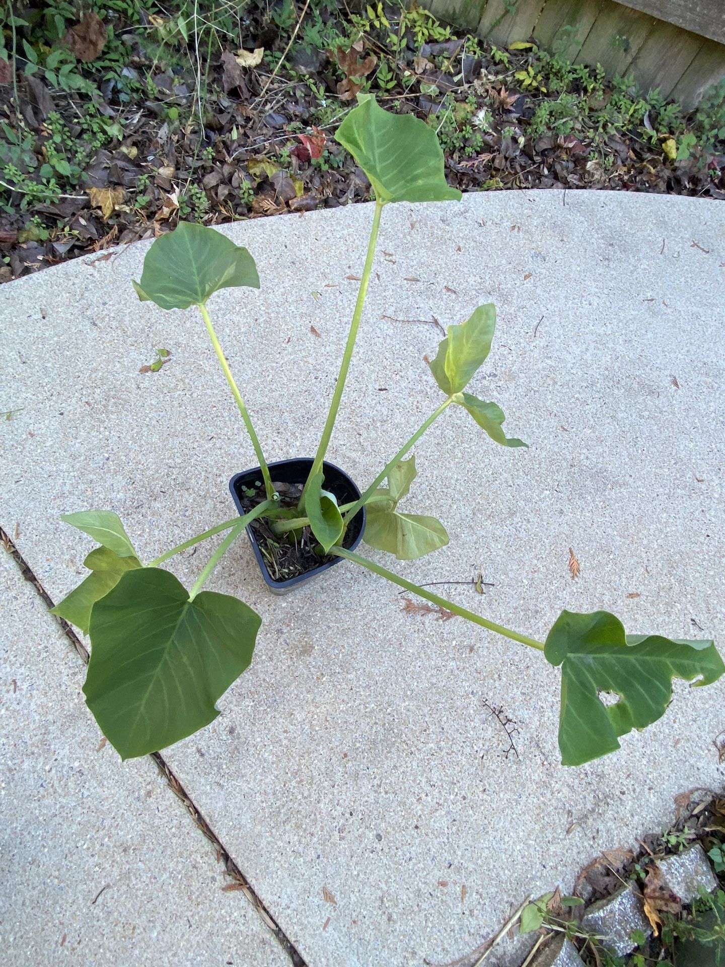 Malanga root Plants