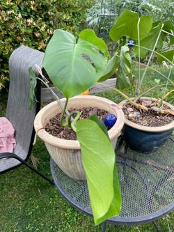 Monstera in tan ceramic pot