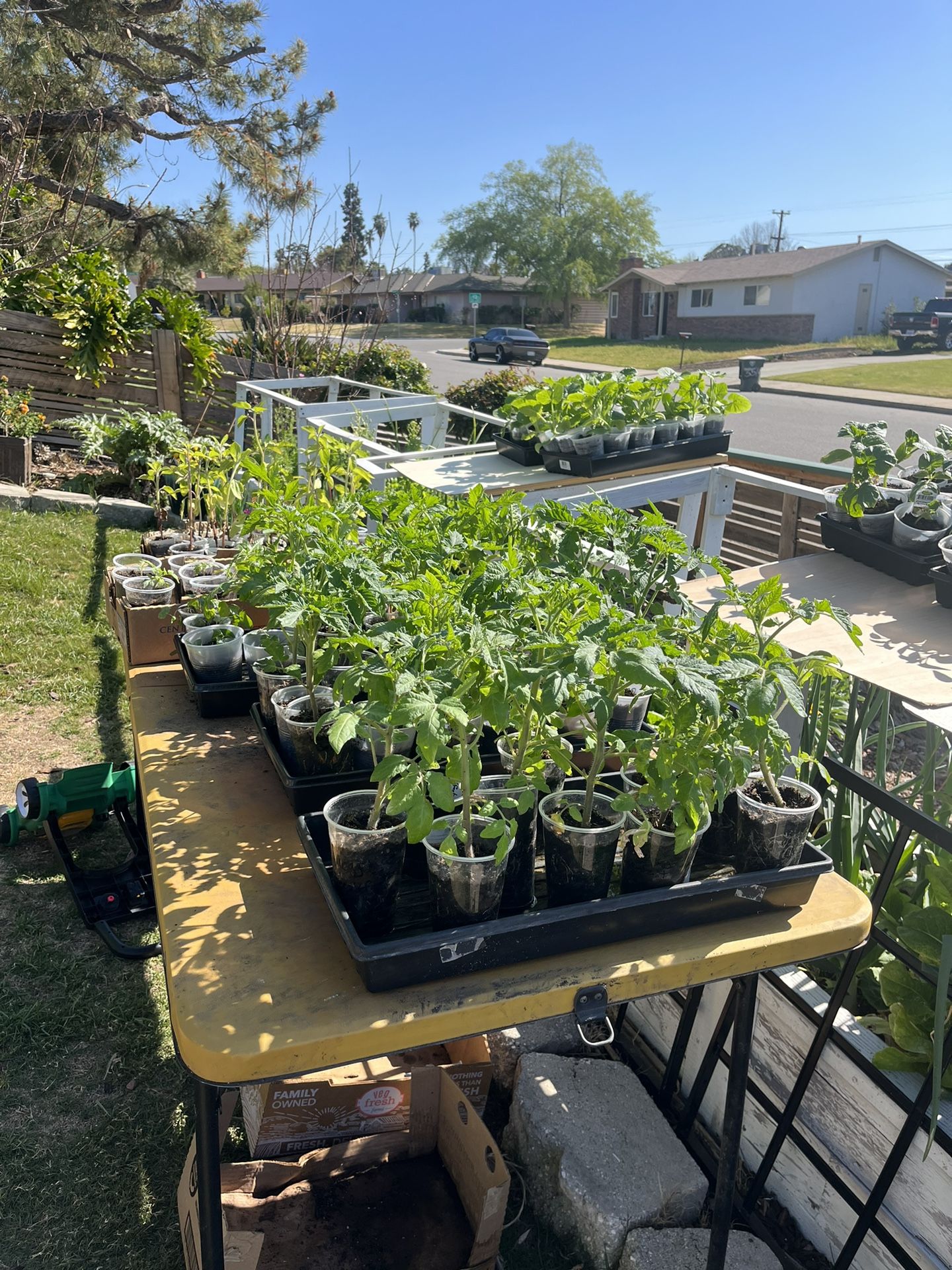 Plants, Seedlings, Flowers 3512 Redlands Dr 93306