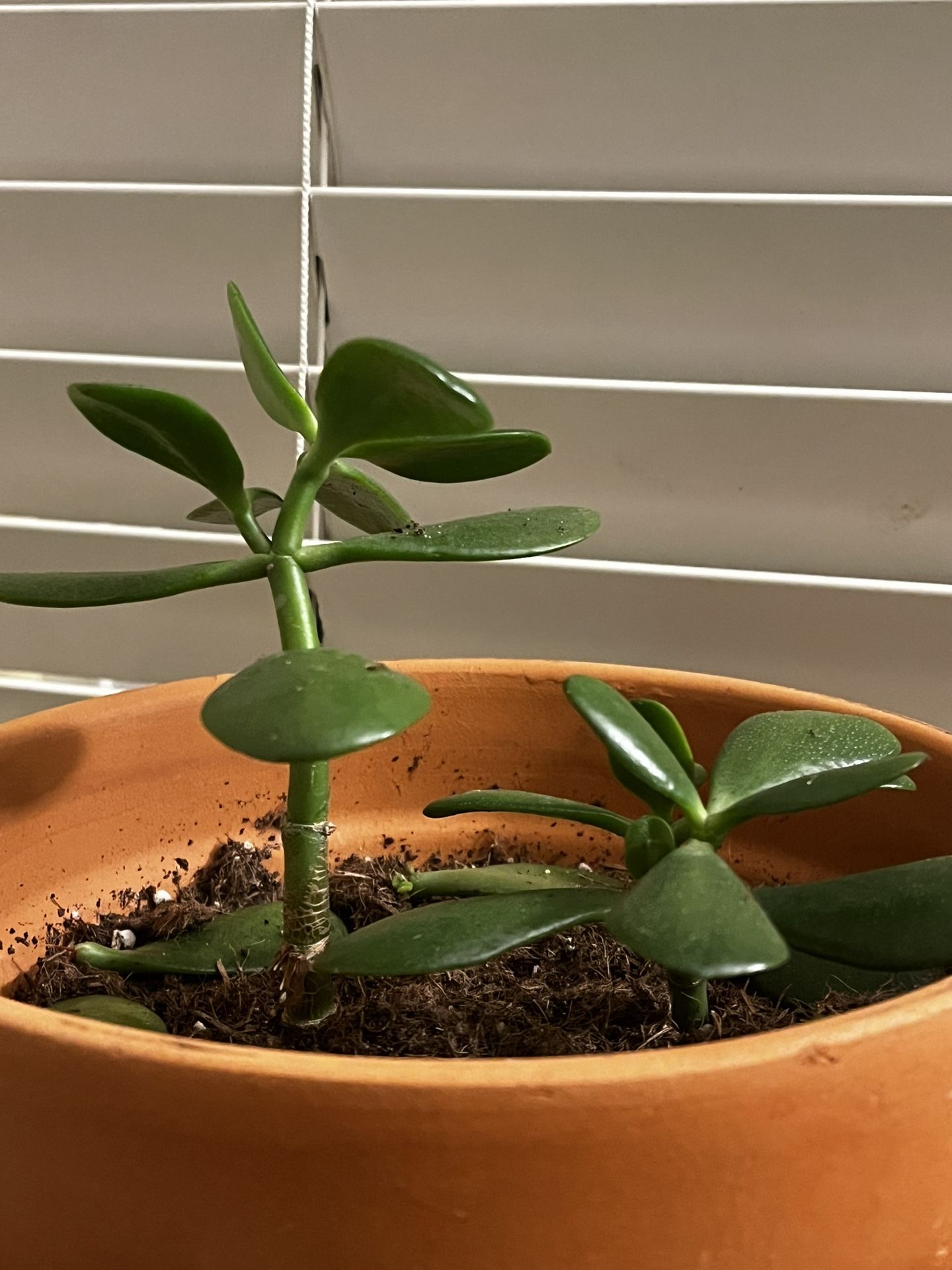 Jade Plant Succulent Cuttings