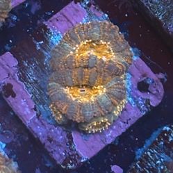 Aussie Acan Lord Display Decor