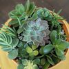 ArtySucculents 