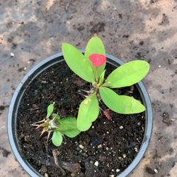  Crown of Thorns, Euphorbia milii, Madagascar Christ Thorn