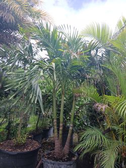 Christmas Palm Trees 25gl 🌴 $120