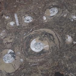 Ammonite Fossil Coffee Table 